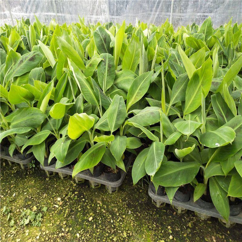 香蕉树苗粉蕉红香蕉芭蕉苗批发庭院香蕉树四季挂果南北方种植