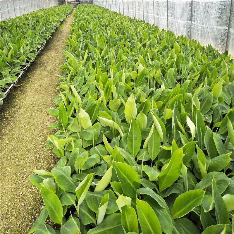 香蕉树苗粉蕉红香蕉芭蕉苗批发庭院香蕉树四季挂果南北方种植