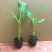 香蕉树苗粉蕉红香蕉芭蕉苗批发庭院香蕉树四季挂果南北方种植
