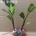 香蕉树苗粉蕉红香蕉芭蕉苗批发庭院香蕉树四季挂果南北方种植