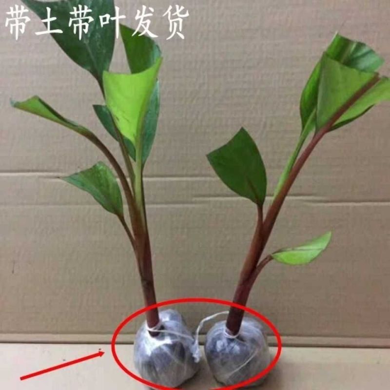 香蕉树苗粉蕉红香蕉芭蕉苗批发庭院香蕉树四季挂果南北方种植