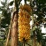 香蕉树苗粉蕉红香蕉芭蕉苗批发庭院香蕉树四季挂果南北方种植