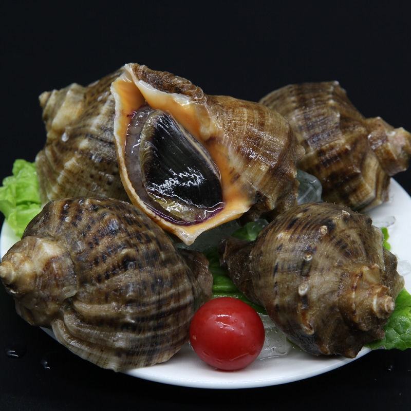 地笼大个海螺