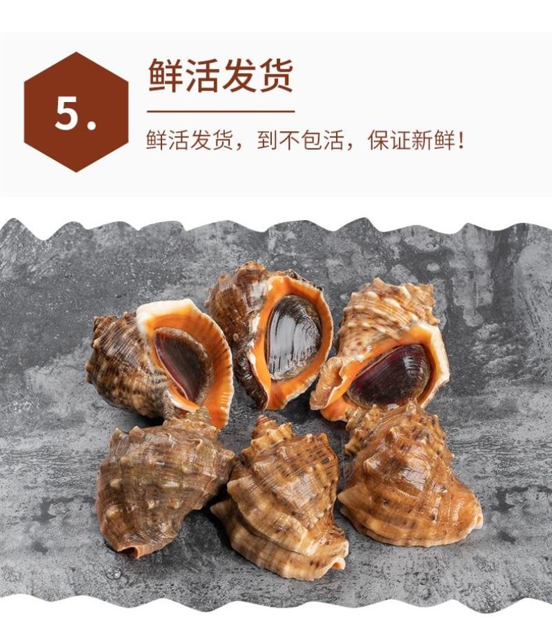 地笼大个海螺