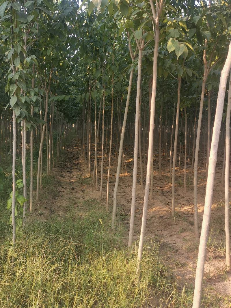 杜仲树（精品，全冠，量大，自家地里，量大从优，欢迎客户实