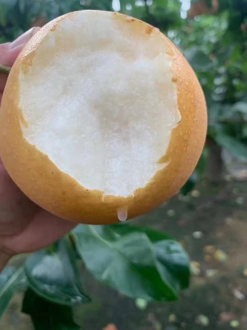 山东秋月梨脆甜爽口大梨5斤带箱子秋月梨一件代发