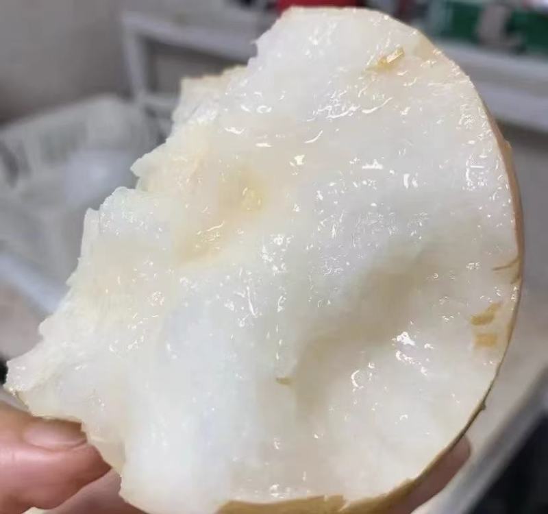 山东秋月梨脆甜爽口大梨5斤带箱子秋月梨一件代发