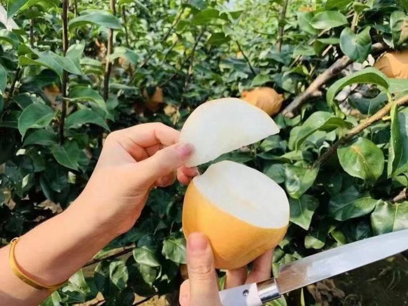山东秋月梨脆甜爽口大梨5斤带箱子秋月梨一件代发