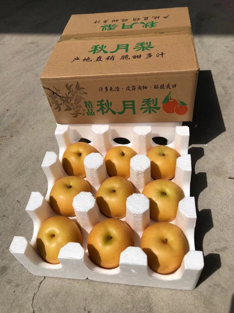 山东秋月梨脆甜爽口大梨5斤带箱子秋月梨一件代发