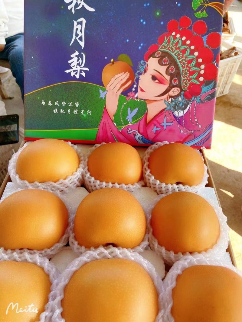 山东秋月梨脆甜爽口大梨5斤带箱子秋月梨一件代发