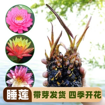 睡莲带花苞大花耐寒水培植物鲜花水养庭院水池塘四季花