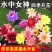睡莲带花苞大花耐寒水培植物鲜花水养庭院水池塘四季花