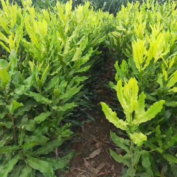 澳洲坚果苗,澳洲坚果嫁接苗,夏威夷果苗,基地直供,不零售
