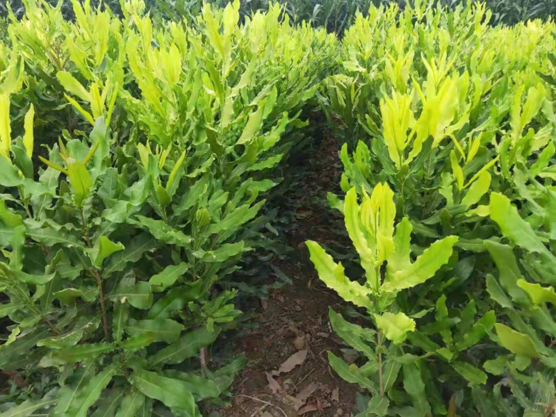 澳洲坚果苗，澳洲坚果嫁接苗，夏威夷果苗，基地直供，不零售