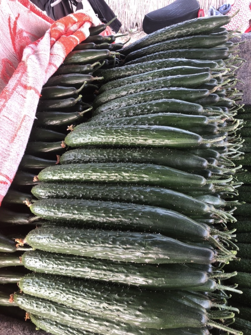 聊城莘县黄瓜，密刺黄瓜，精品瓜，山东黄瓜，大量上市。