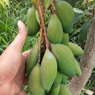 芒果苗，晚熟芒果，景东晚芒嫁接苗，基地直供，大量供应
