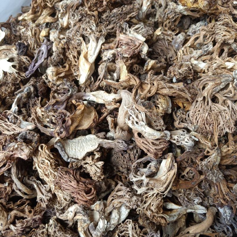 云南普洱扫把菌珊瑚菌干货_无硫无杂