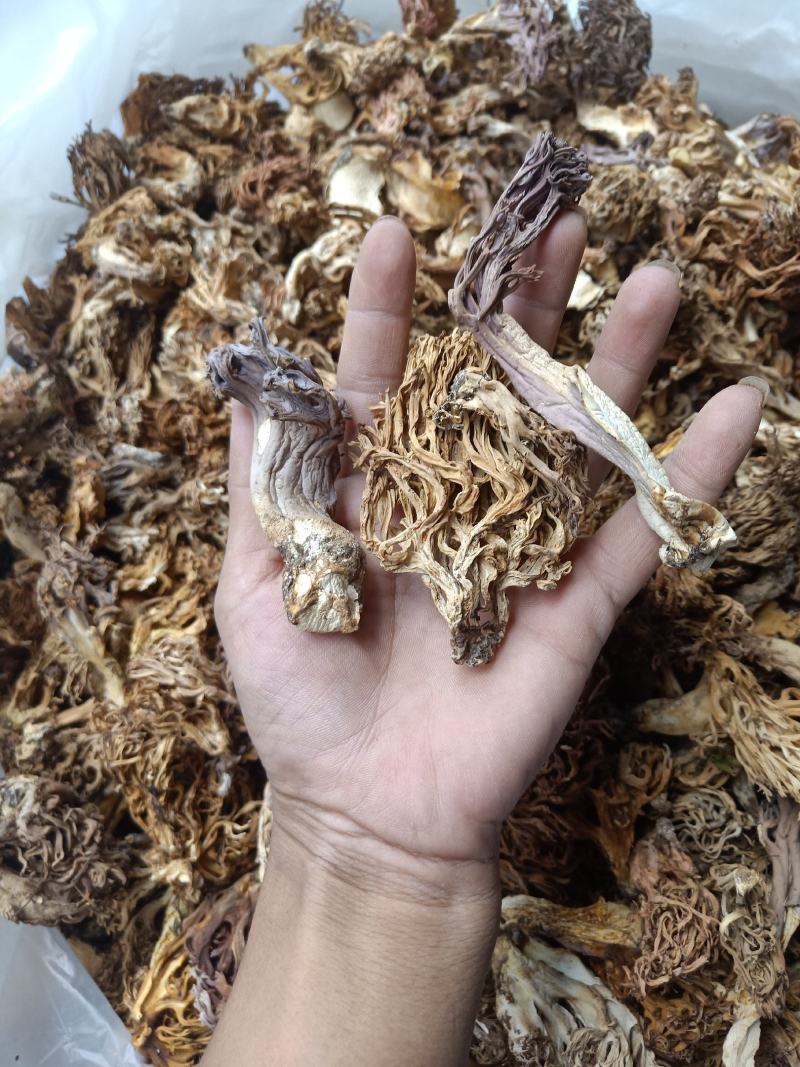 云南普洱扫把菌珊瑚菌干货_无硫无杂