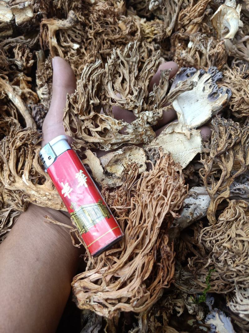 云南普洱扫把菌珊瑚菌干货_无硫无杂