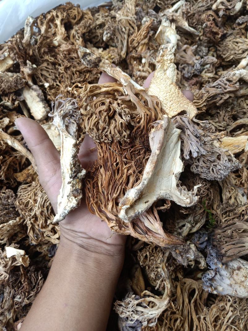 云南普洱扫把菌珊瑚菌干货_无硫无杂