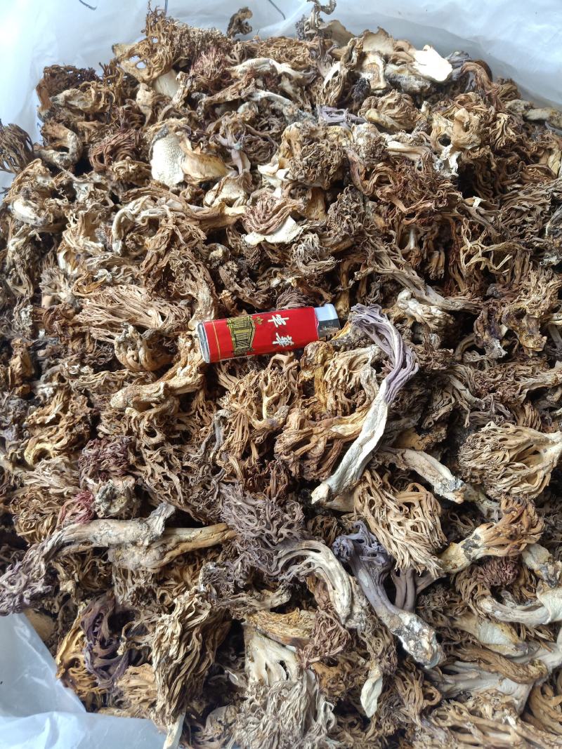 云南普洱扫把菌珊瑚菌干货_无硫无杂