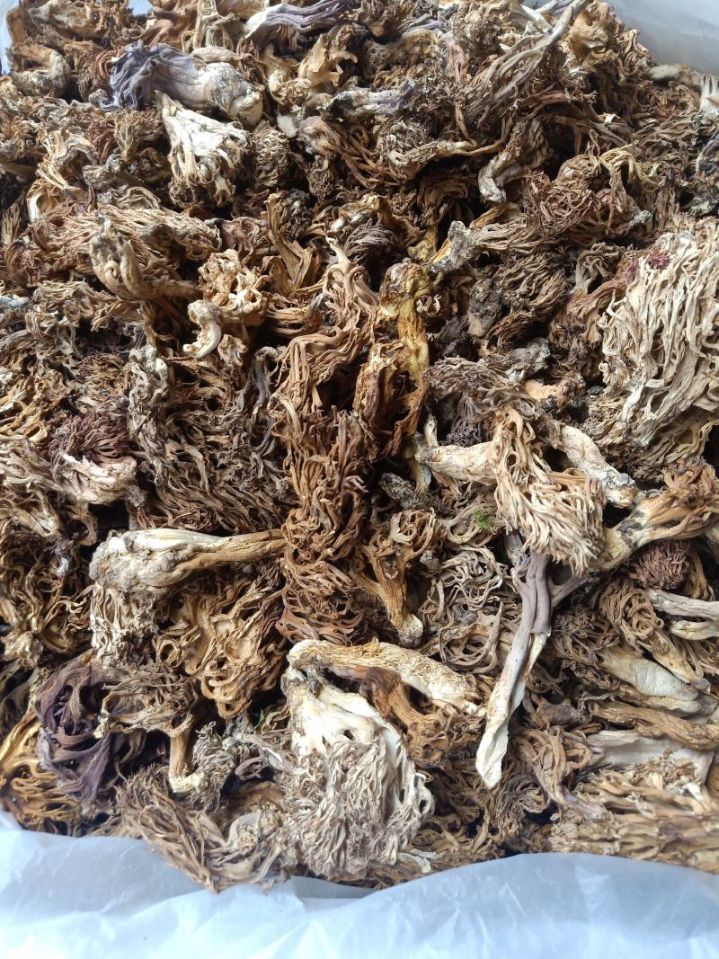 云南普洱扫把菌珊瑚菌干货_无硫无杂