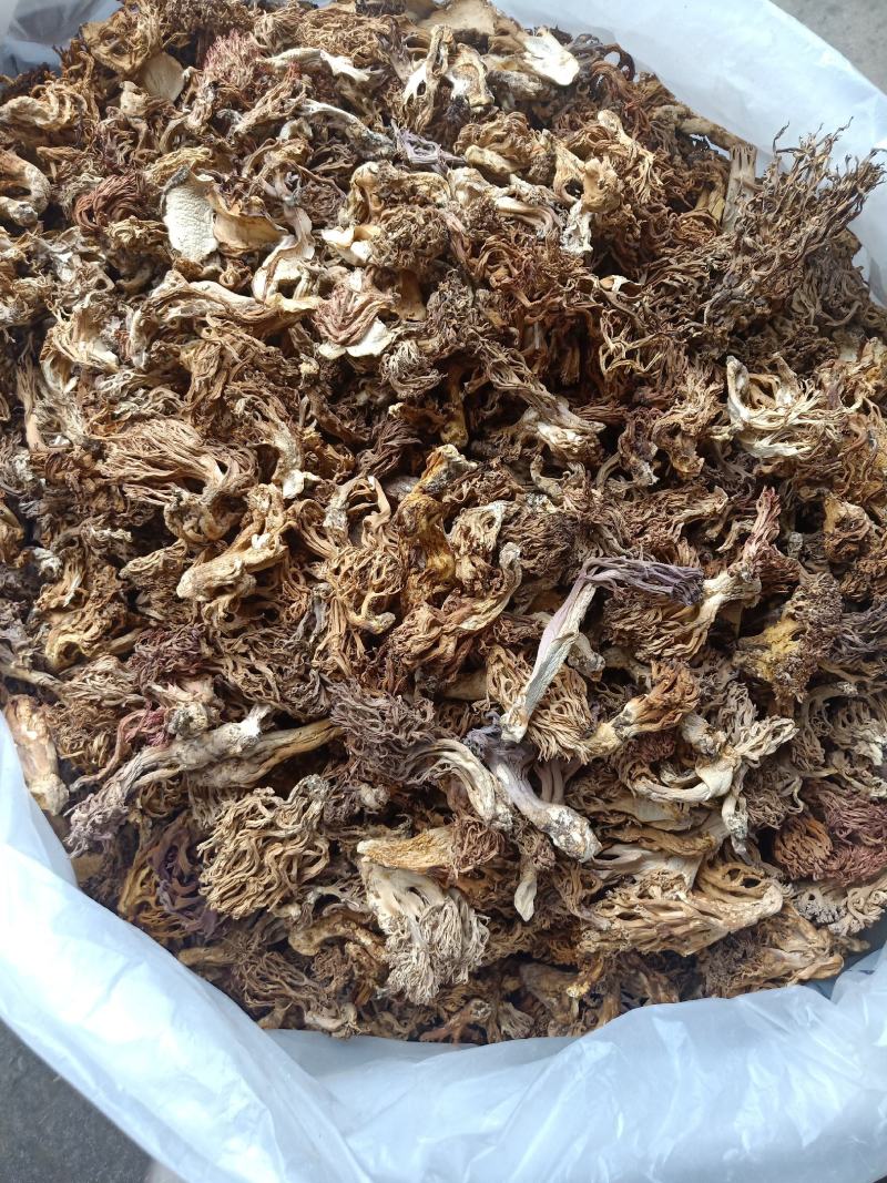 云南普洱扫把菌珊瑚菌干货_无硫无杂