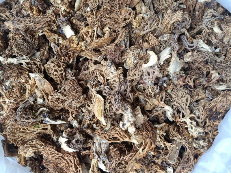 云南普洱扫把菌珊瑚菌干货_无硫无杂