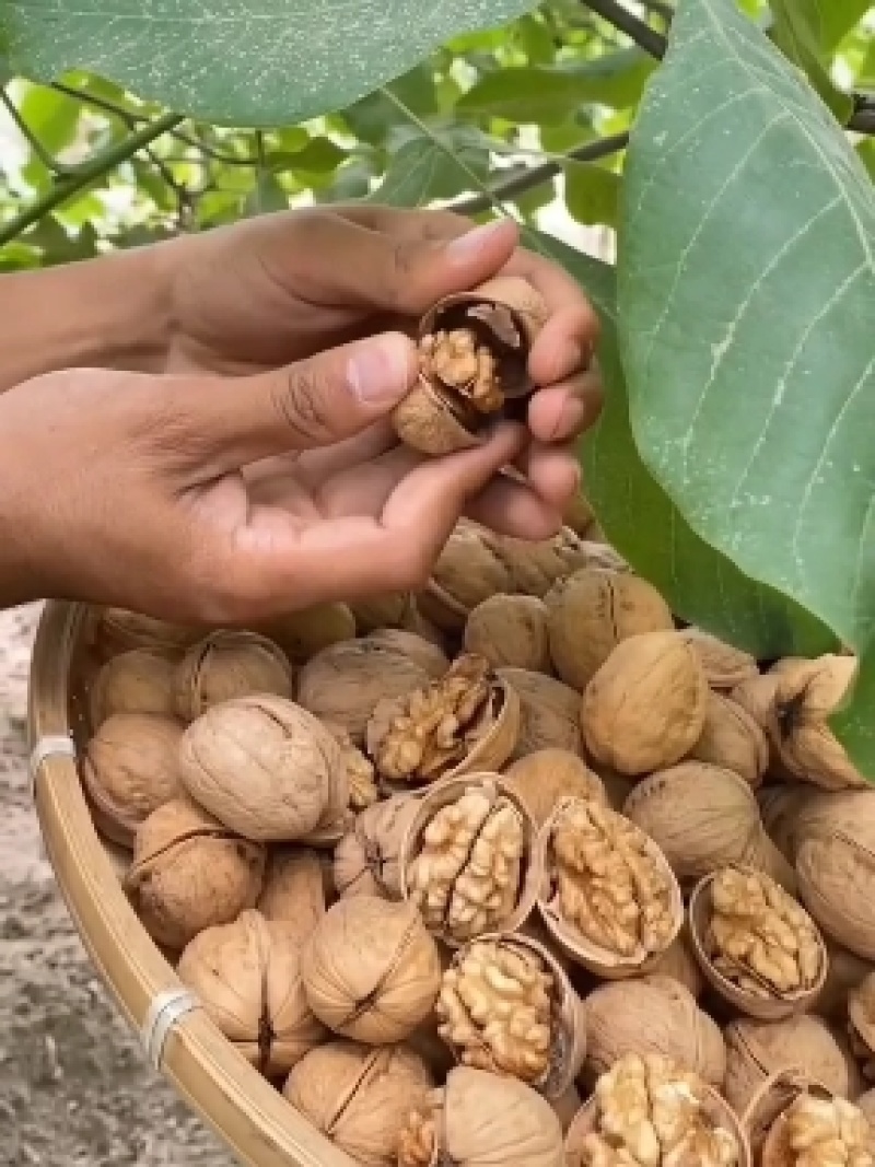 新疆薄皮核桃来了，绿色食品每个人的选择！