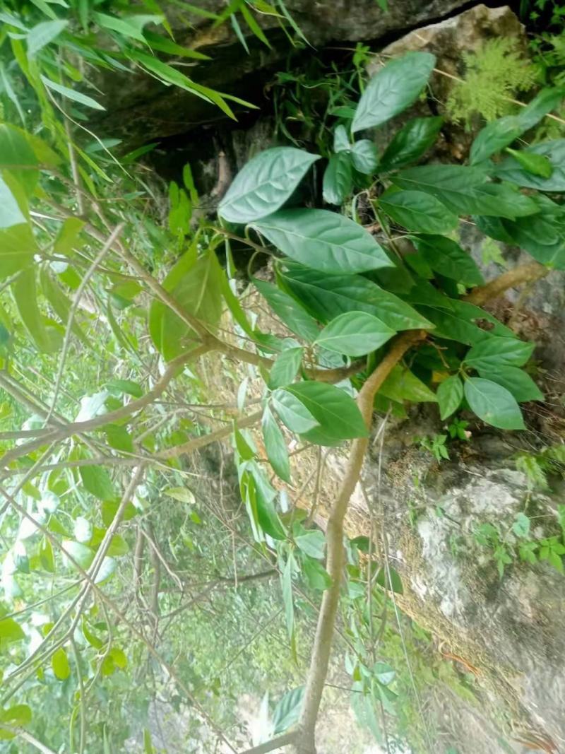 马比木根