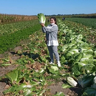 东北大白菜