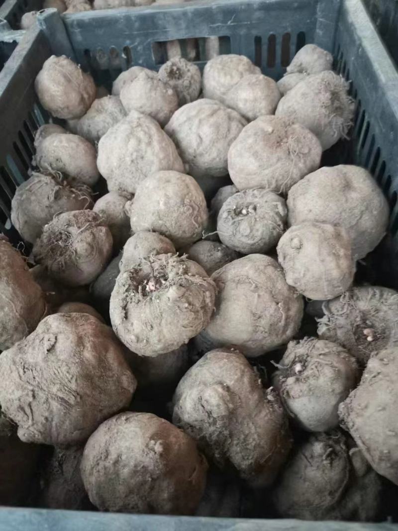 精品魔芋一代种二代种，物美价廉！诚信经营，质量保证