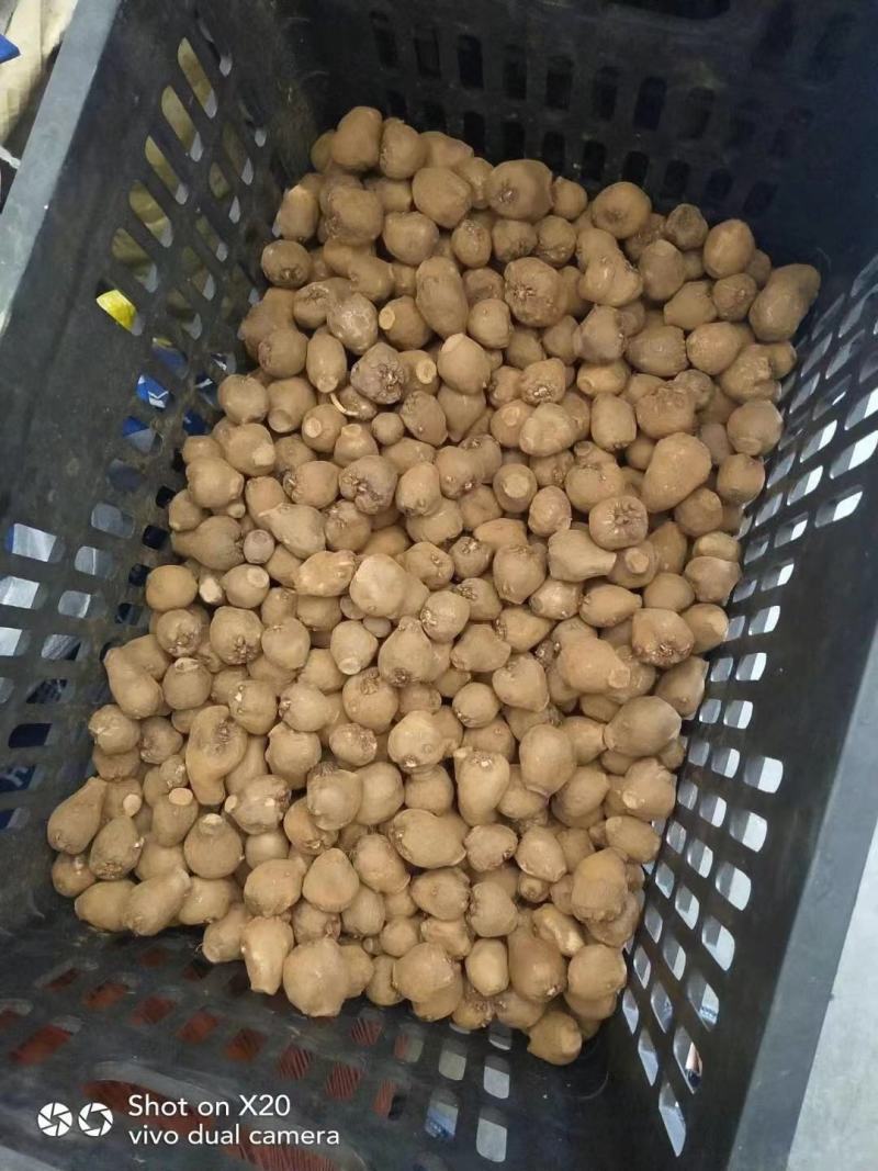 精品魔芋一代种二代种，物美价廉！诚信经营，质量保证