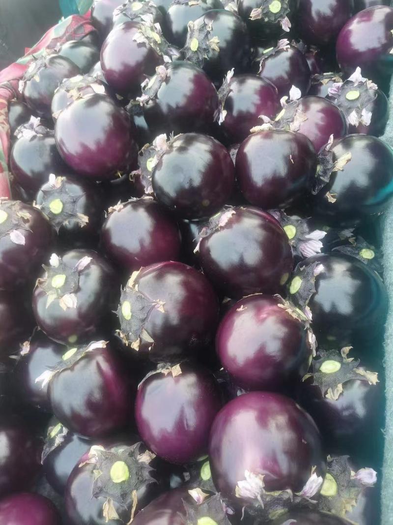 【牛商推荐】紫光园茄大量上市，量大从优，欢迎客商致电咨询