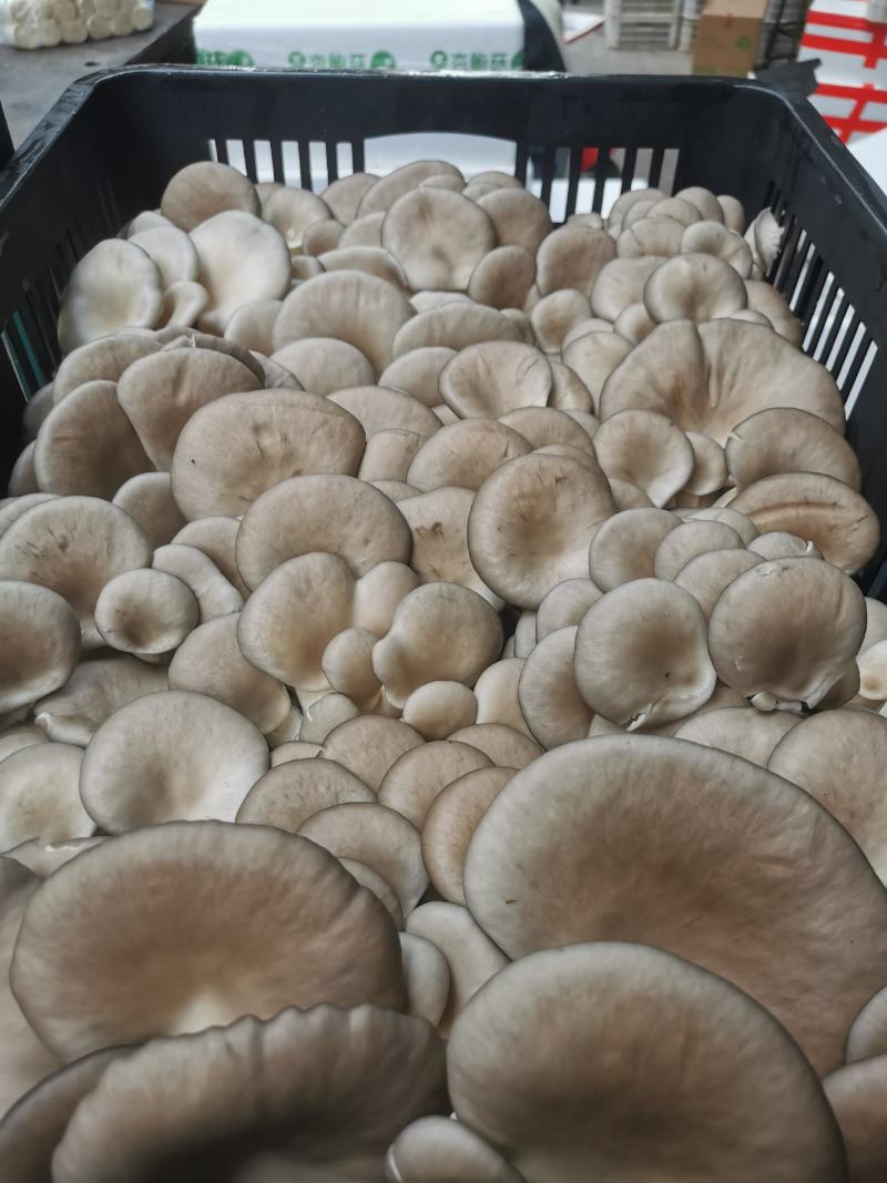 精品平菇