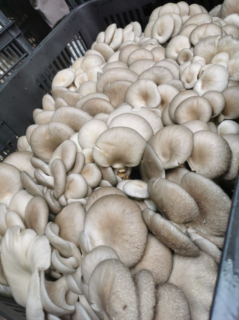 精品平菇