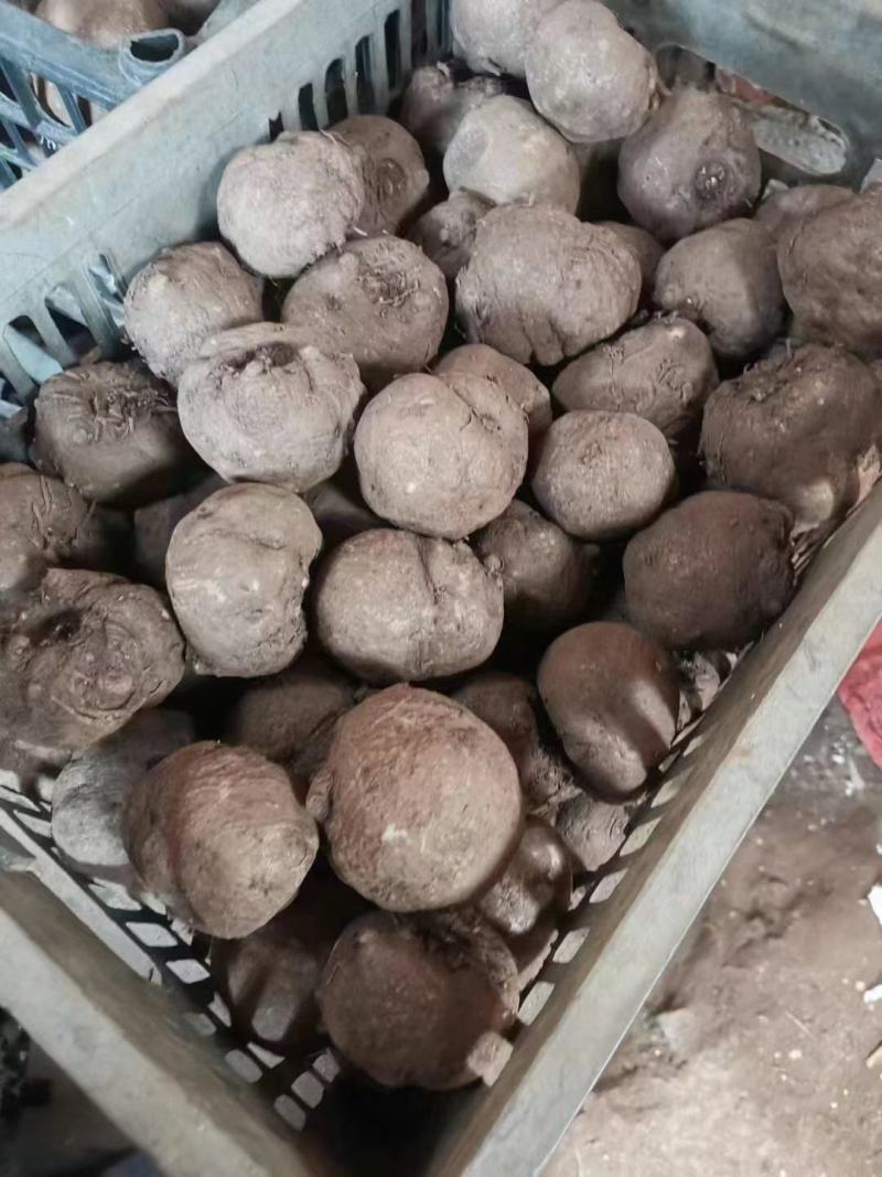 花魔芋，魔芋豆腐，一代种，二代种，质量好，价格优货源充足