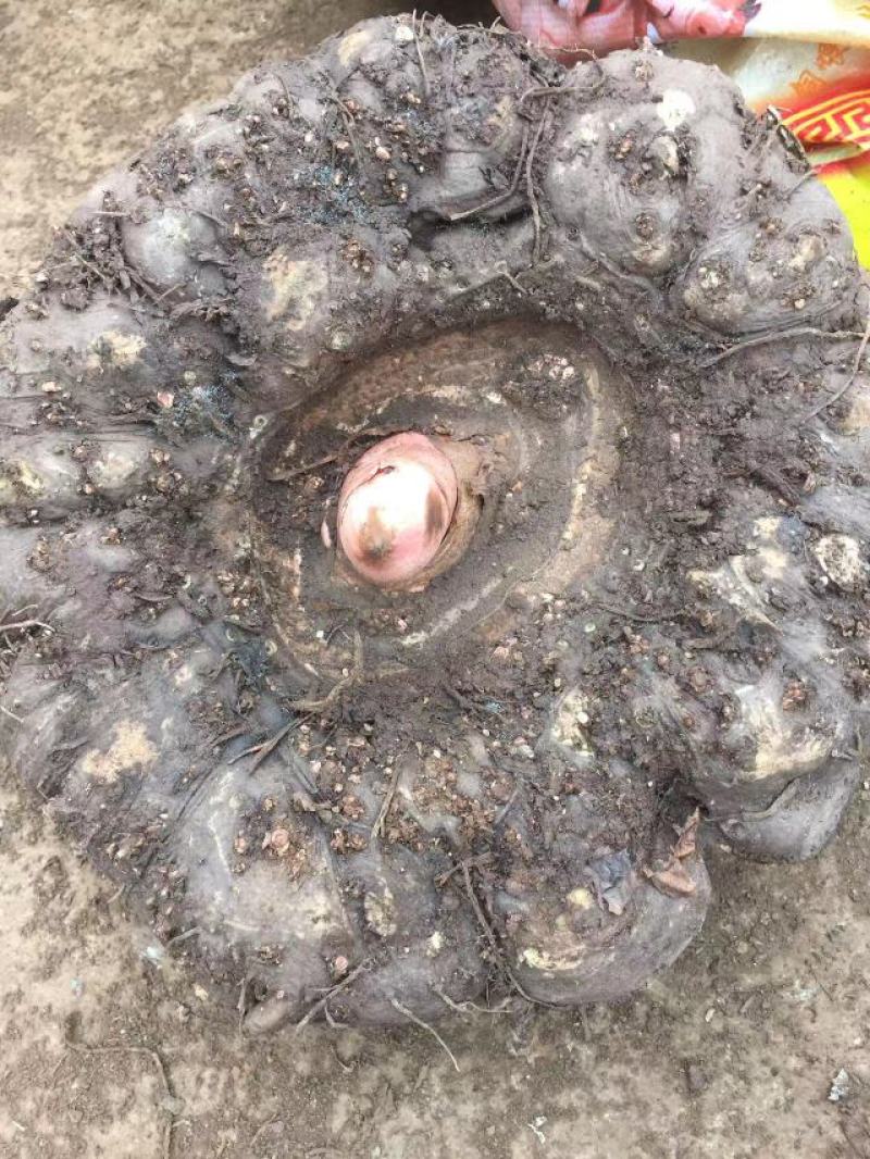 花魔芋，魔芋豆腐，一代种，二代种，质量好，价格优货源充足