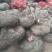 花魔芋，魔芋豆腐，一代种，二代种，质量好，价格优货源充足