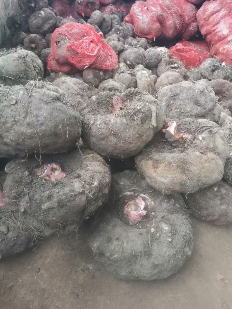 花魔芋，魔芋豆腐，一代种，二代种，质量好，价格优货源充足