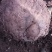花魔芋，魔芋豆腐，一代种，二代种，质量好，价格优货源充足