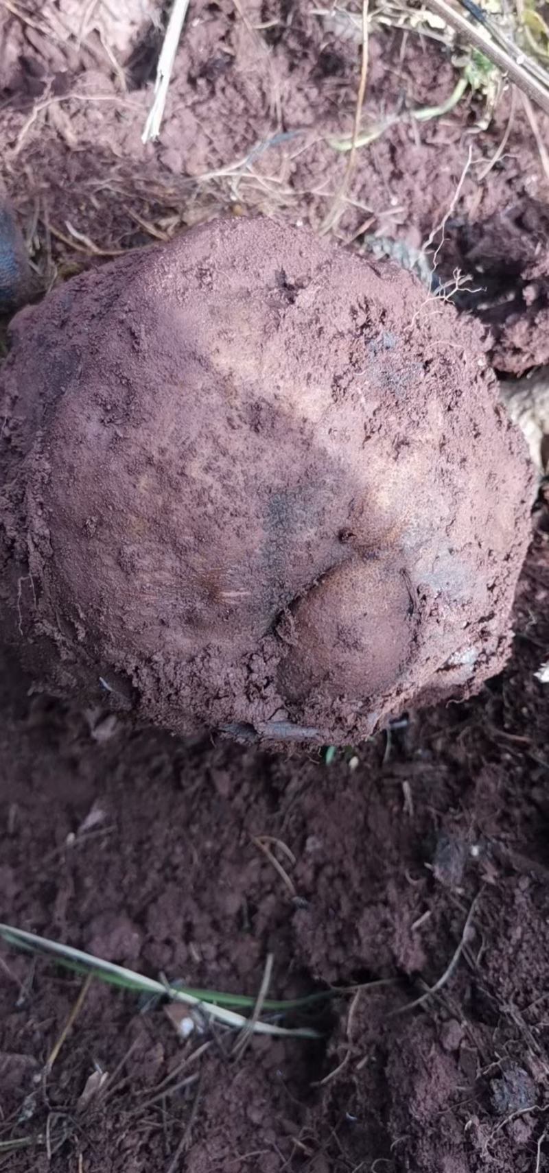 花魔芋，魔芋豆腐，一代种，二代种，质量好，价格优货源充足
