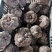花魔芋，魔芋豆腐，一代种，二代种，质量好，价格优货源充足