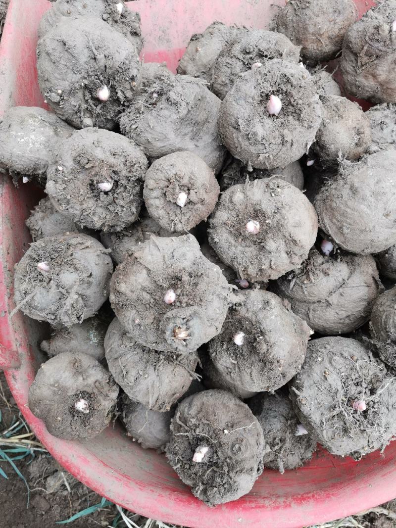 花魔芋，魔芋豆腐，一代种，二代种，质量好，价格优货源充足