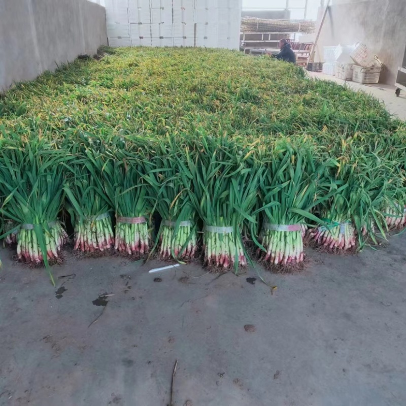 精品蒜苗红皮大蒜直根蒜苗