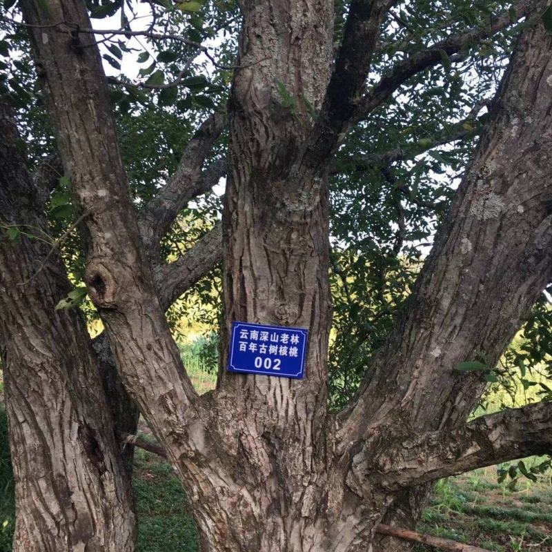 云南薄壳干核桃