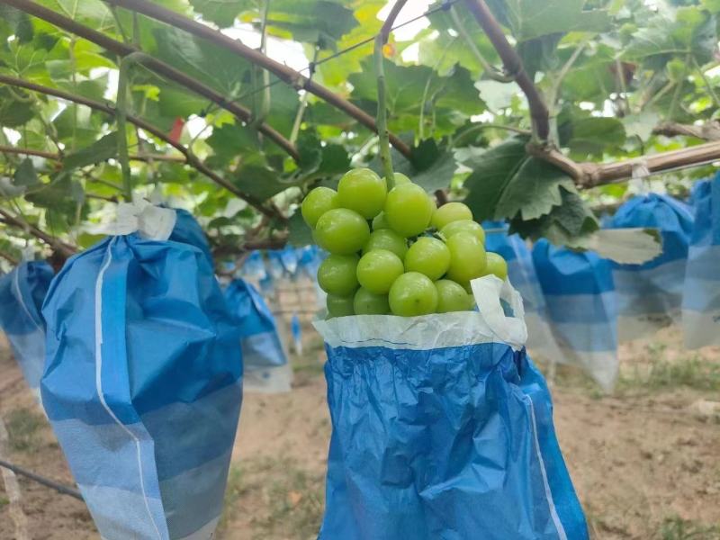 《阳光玫瑰》河南葡萄大棚阳光玫瑰晴王产地直发大量上市欢迎来电