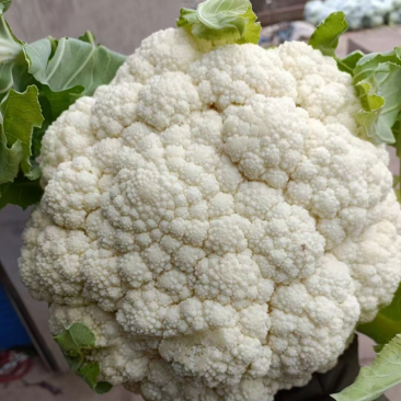 花菜西兰花