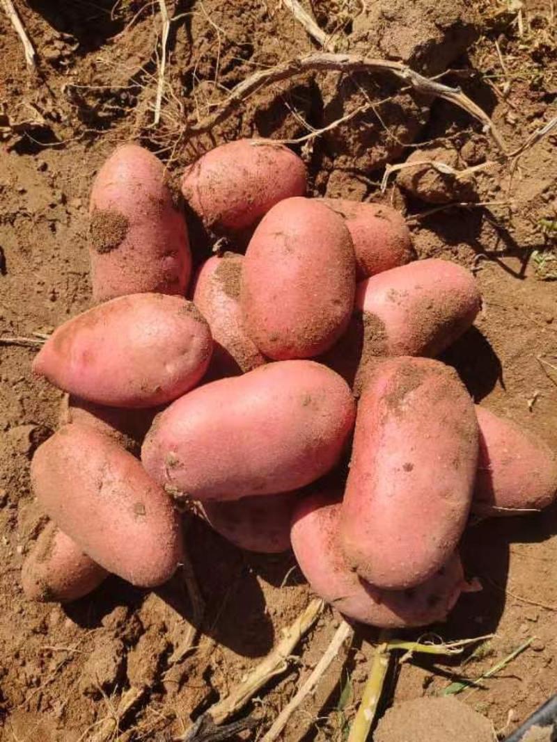 【雪川红】优质土豆红皮黄心大量供应可视频看货品质保证