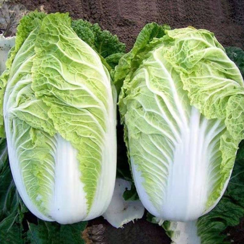 有机大白菜